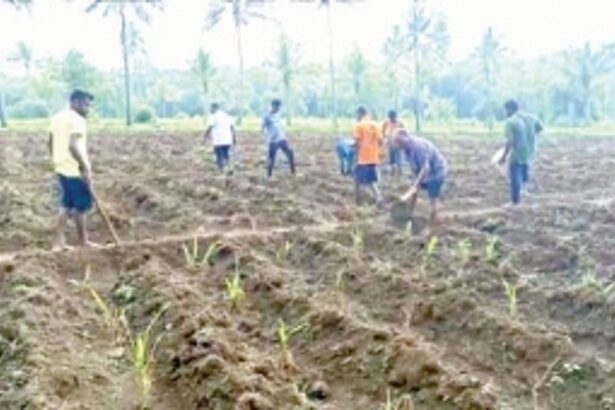 Kalay youth undertake fodder cultivation under  the guidance of GHDC and village panchayat