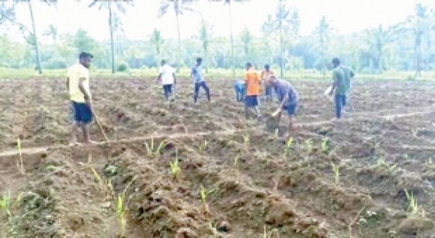 Kalay youth undertake fodder cultivation under the guidance of GHDC and village panchayat 1 Kalay youth undertake fodder cultivation under the guidance of GHDC and village panchayat