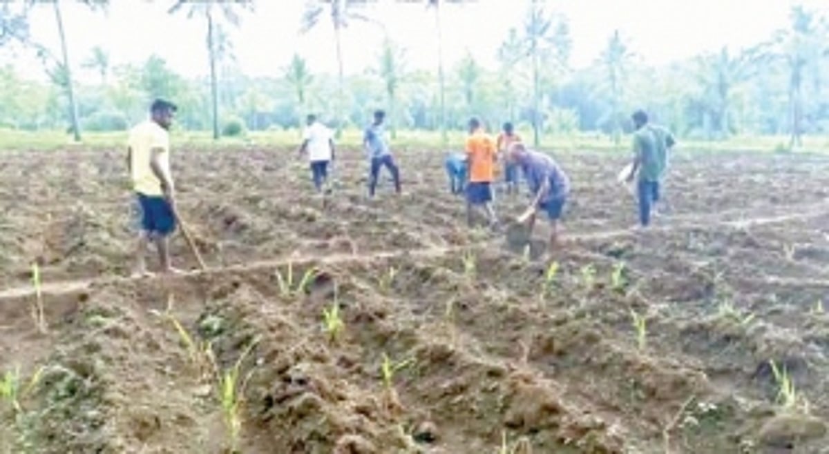 Kalay youth undertake fodder cultivation under  the guidance of GHDC and village panchayat