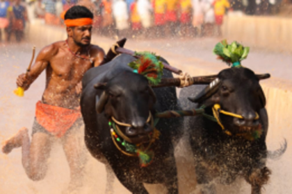Kambala Races Return to Bengaluru Amidst Controversy