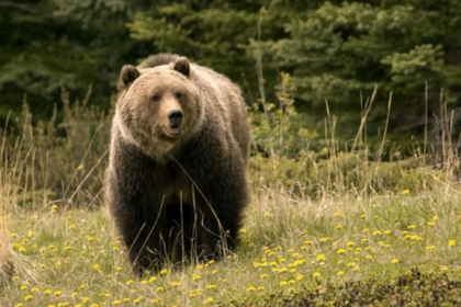 Karnataka Farmer Critical After Bear Attack in Joida, Villagers Demand Action