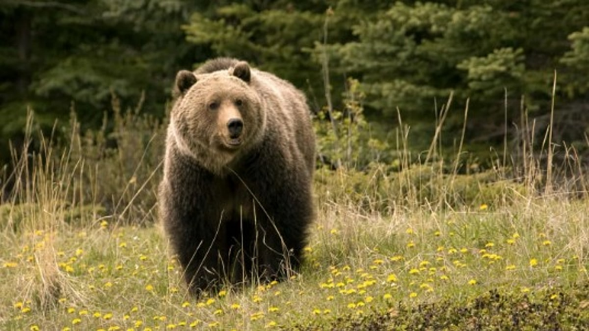 Karnataka Farmer Critical After Bear Attack in Joida, Villagers Demand Action 1 Karnataka Farmer Critical After Bear Attack in Joida, Villagers Demand Action