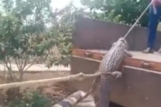 Karnataka Farmers Use Live Crocodiles to Demand Uninterrupted Power Supply from Electricity Board