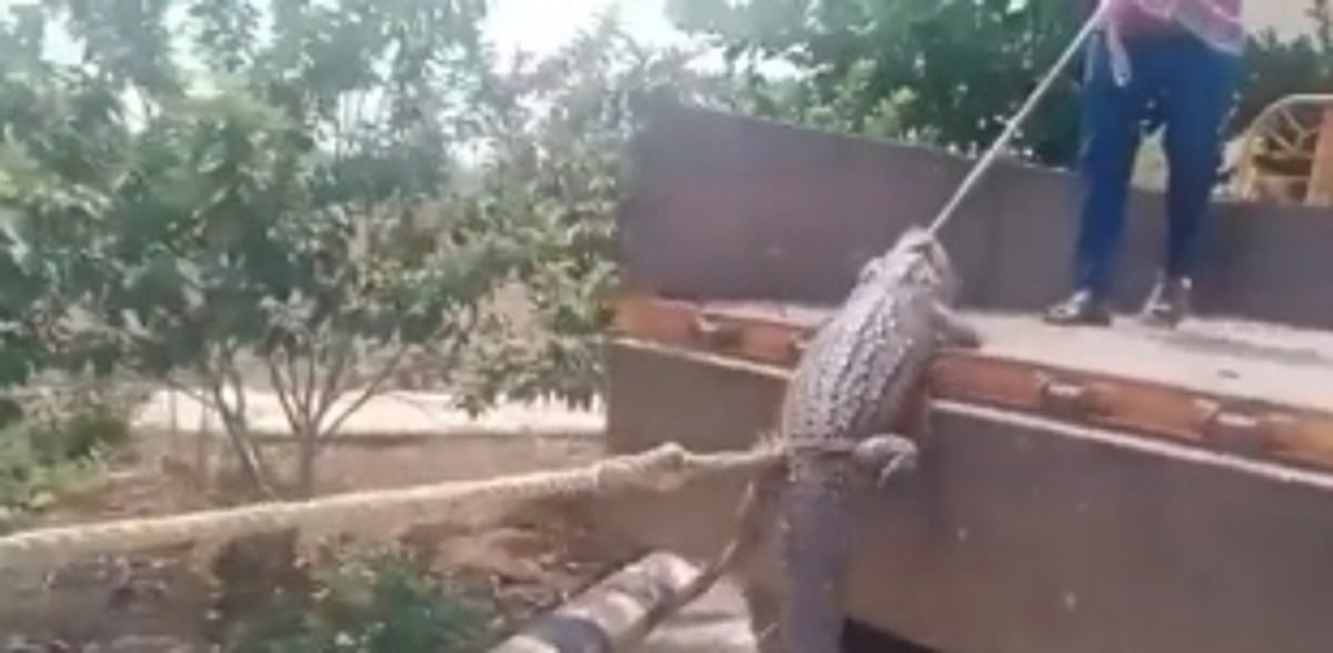 Karnataka Farmers Use Live Crocodiles to Demand Uninterrupted Power Supply from Electricity Board