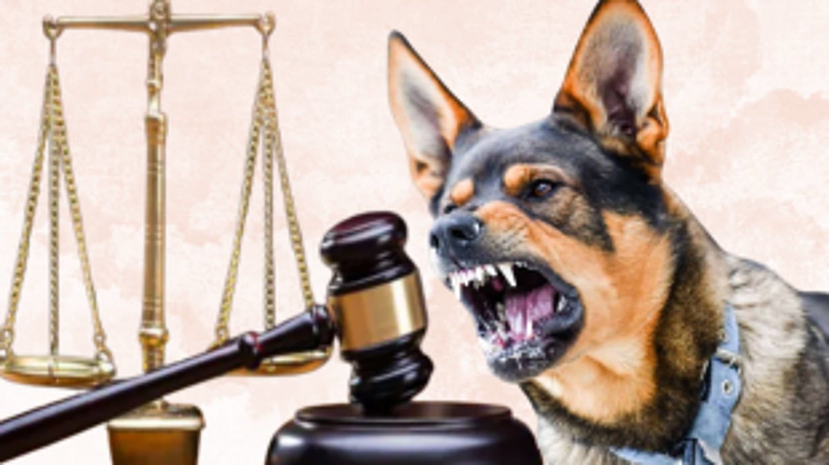 Karnataka Government Mulls ₹5 Lakh Compensation for Dog Bite Deaths; High Court Directs Comprehensive Awareness Plan