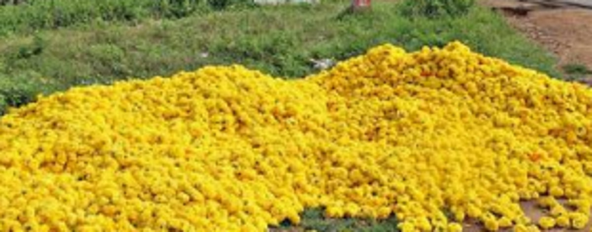 Karnataka vendors stopped from selling flowers in Mapusa 1 Karnataka vendors stopped from selling flowers in Mapusa