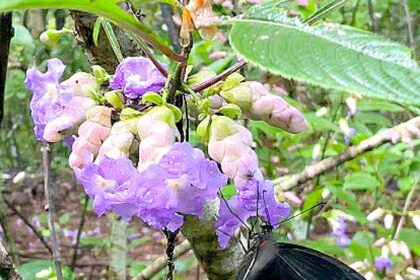 Karvi flowers that blossom just once every seven years