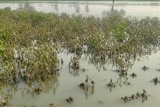 Kasarpane farmers raise concern over  crop damage due to water pollution