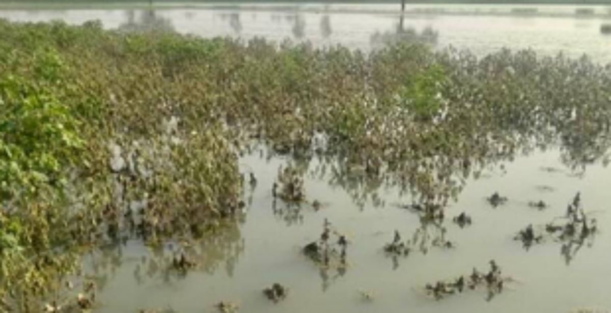 Kasarpane farmers raise concern over  crop damage due to water pollution