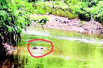 Kavlem, Ramnathi locals live in fear as crocodiles infest Kavlem nullah