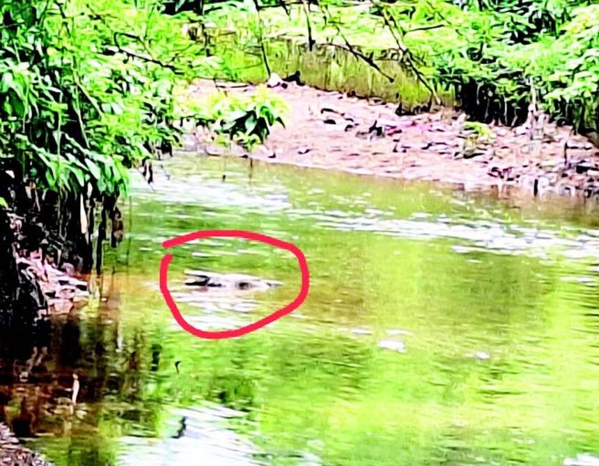 Kavlem, Ramnathi locals live in fear as crocodiles infest Kavlem nullah