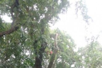 Kavlem VP cuts down some  age-old trees by the roadside