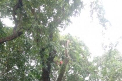 Kavlem VP cuts down some  age-old trees by the roadside