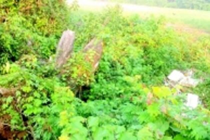 Kavlem farmers in distress as bund portion on verge of collapse