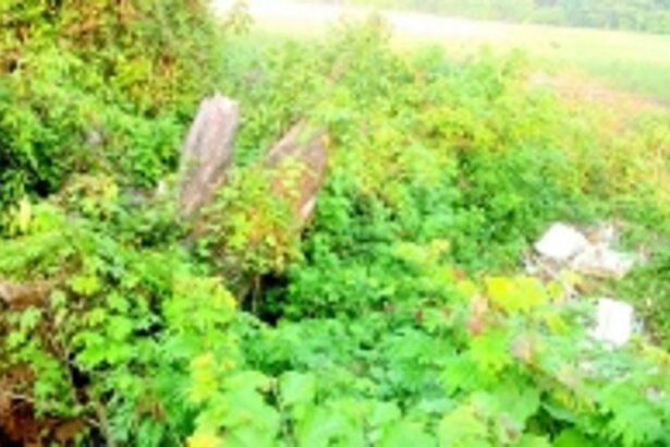 Kavlem farmers in distress as bund portion on verge of collapse