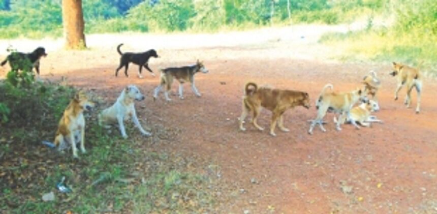 Kavlem locals express concerns over rising stray dog population 1 Kavlem locals express concerns over rising stray dog population