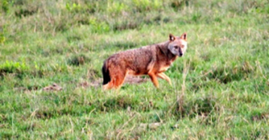 Kavlem locals missing foxes presence off late 1 Kavlem locals missing foxes presence off late