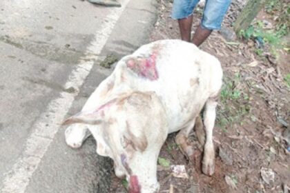 Kavlem locals want stray cattle issue solved on humanitarian grounds