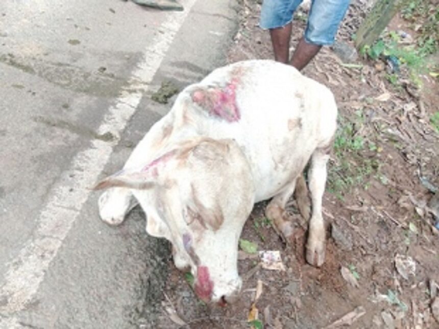 Kavlem locals want stray cattle issue solved on humanitarian grounds 1 Kavlem locals want stray cattle issue solved on humanitarian grounds