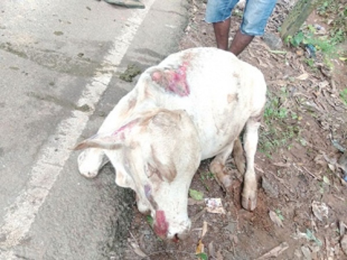 Kavlem locals want stray cattle issue solved on humanitarian grounds