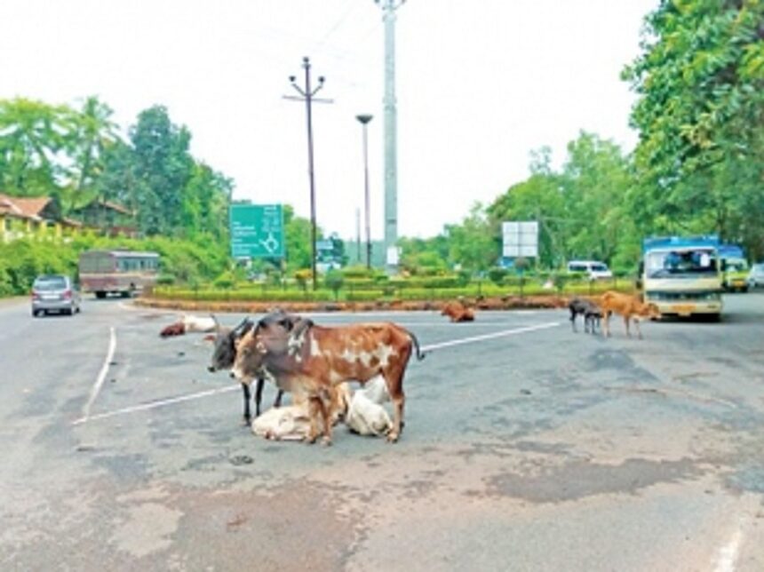 Kavlem wants stray cattle menace solved permanently 1 Kavlem wants stray cattle menace solved permanently