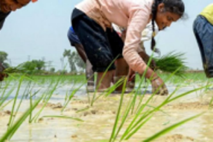 Kharif crops not damaged in heavy rain: Quepem ZAO