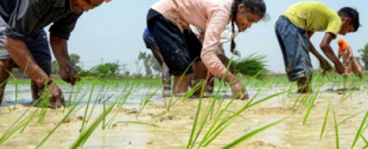 Kharif crops not damaged in heavy rain: Quepem ZAO