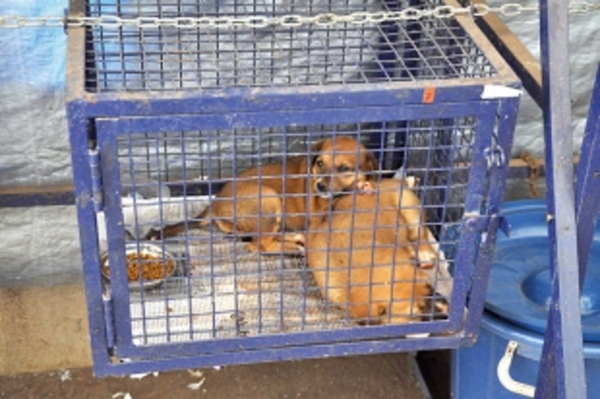 Killed for being helpless