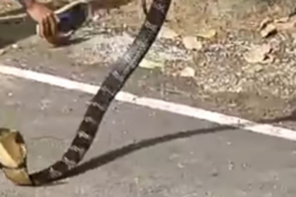 King Cobra Rescued from Residential Area in Loliem Village