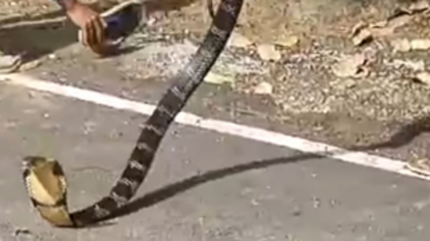 King Cobra Rescued from Residential Area in Loliem Village