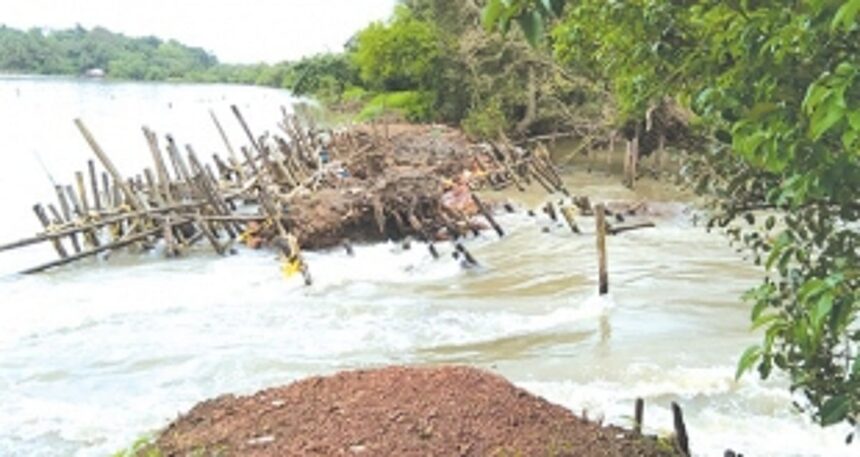 Kundaim bund breaches in four places, fields of 550 ryots at risk