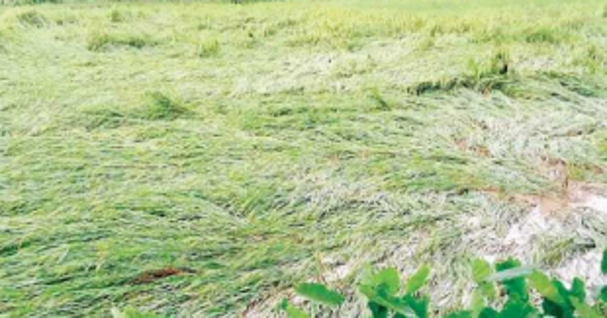 Kundaim farmers in distress over crop damage