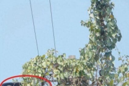 LED fixture cleared of creepers