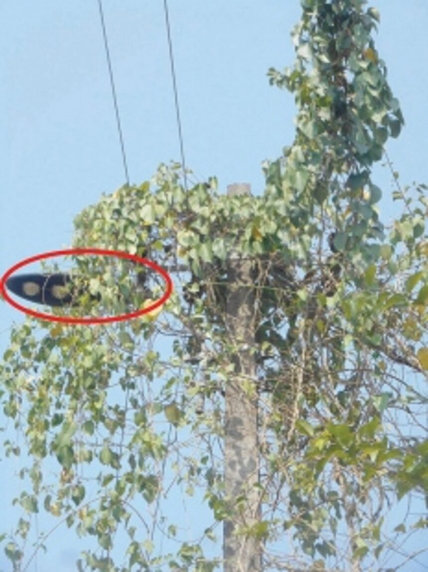 LED fixture cleared of creepers