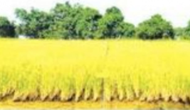 Landmark legislation to save Goa’s agricultural land still has skeptics among opposition