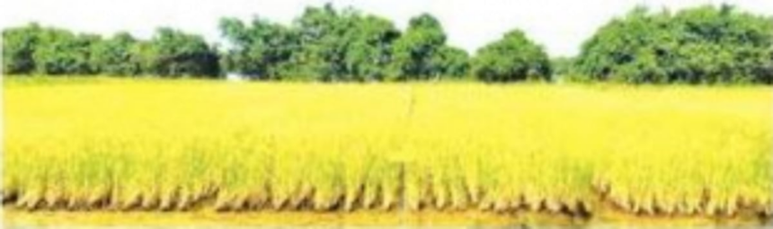 Landmark legislation to save Goa’s agricultural land still has skeptics among opposition 1 Landmark legislation to save Goa’s agricultural land still has skeptics among opposition