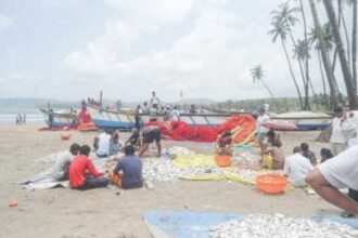 Large mackerel, solar shrimp catch  brings joy to Canacona fishermen