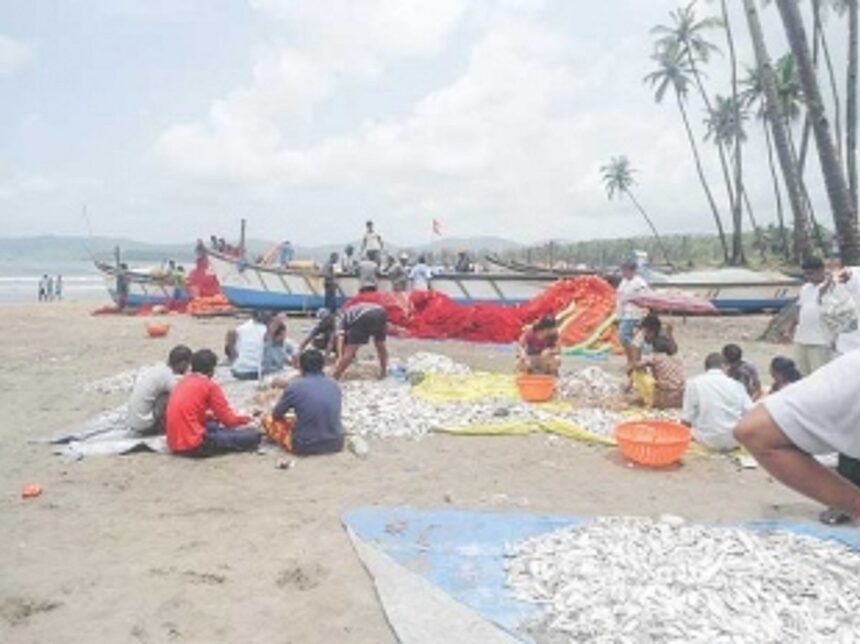 Large mackerel, solar shrimp catch brings joy to Canacona fishermen