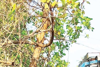 Leaning tree on Shiroda-Sanvordem route poses danger to commuters, pedestrians