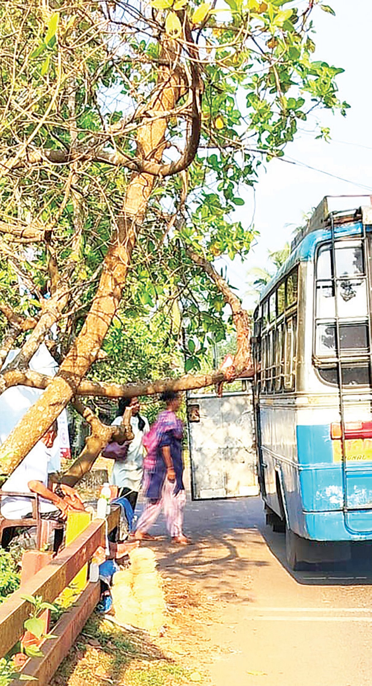Leaning tree on Shiroda-Sanvordem route poses danger to commuters, pedestrians