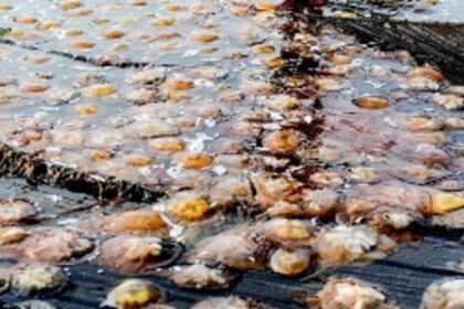 Learning about the free-swimming marine animal - Jellyfish