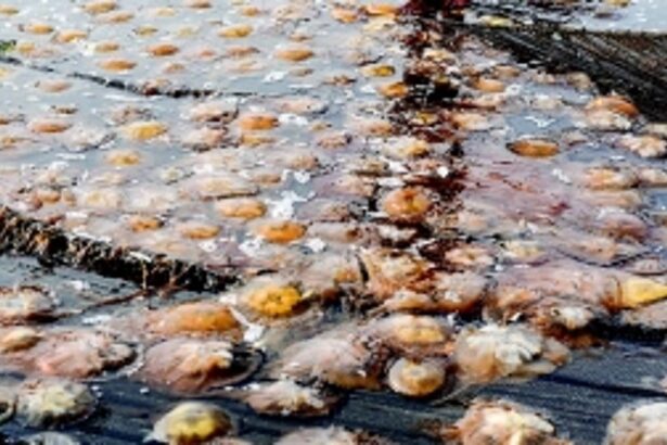 Learning about the free-swimming marine animal - Jellyfish