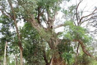 Learning more about Goa’s plant life