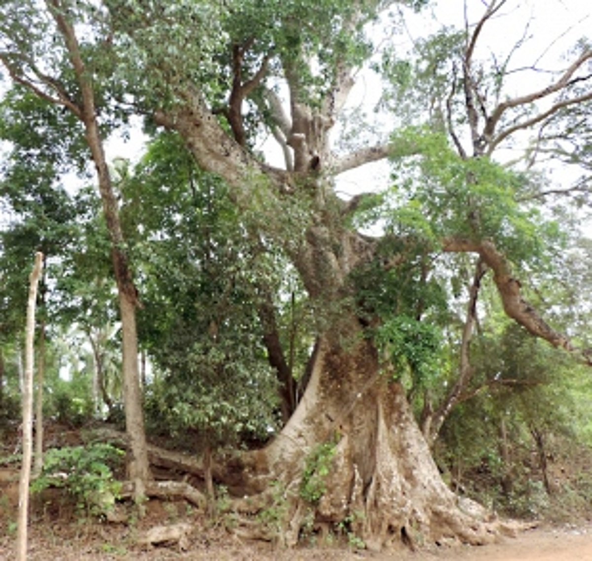 Learning more about Goa’s plant life