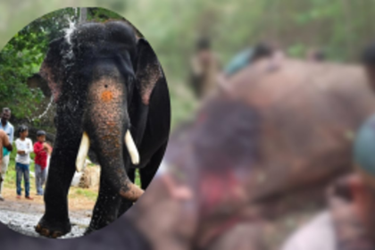 Legendary Elephant Arjuna Meets Tragic End in Botched Capture Operation
