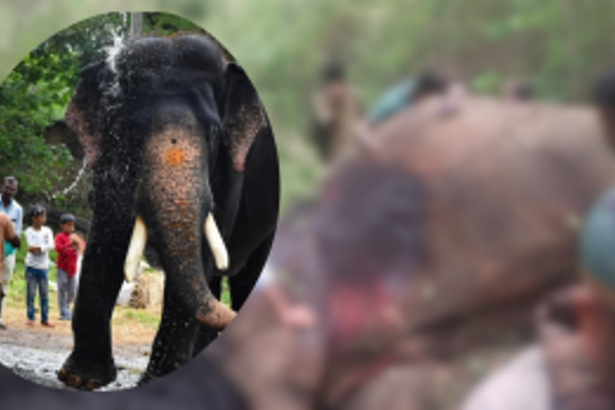 Legendary Elephant Arjuna Meets Tragic End in Botched Capture Operation