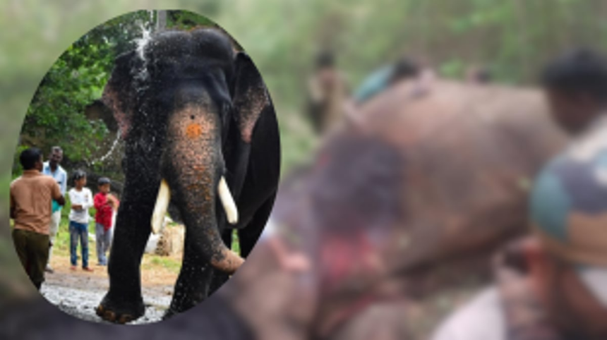 Legendary Elephant Arjuna Meets Tragic End in Botched Capture Operation