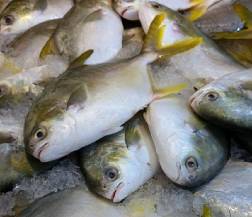 Legislators call for action against importers for use of formalin 1 Legislators call for action against importers for use of formalin