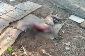 Leopard Attack Raises Concerns in Pernem Taluka: Pet Dog Killed in Bhom Wada, Tuem