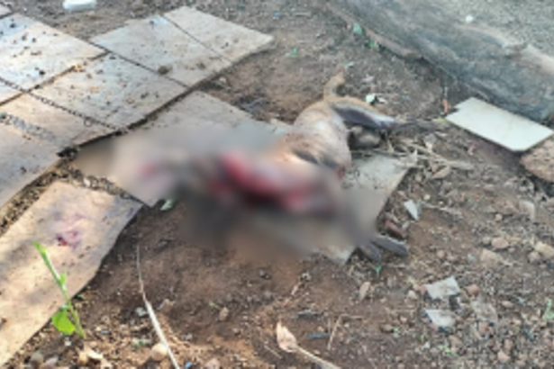 Leopard Attack Raises Concerns in Pernem Taluka: Pet Dog Killed in Bhom Wada, Tuem